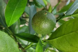 柑橘锈壁虱防治不好的原因，是没抓住防治时间，喷药不到位图片