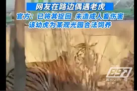 青岛网友发视频称在路边偶遇老虎，官方回应：事情属实，已将老虎捉回，未造成人畜伤害图片