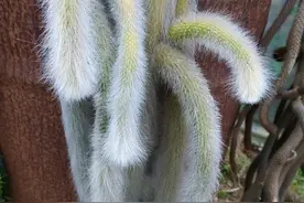 这种多肉，有个白色的大尾巴，都叫它是九尾狐，其实是猴尾柱图片