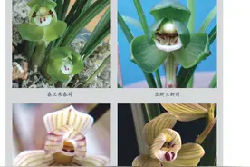 怎样挑选荷瓣的兰草？要了解兰草图片