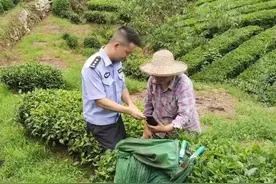【百日行动】男子专盗茶农血汗钱 夷陵警方迅速抓获图片