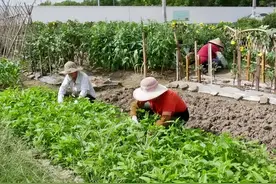 4月种菜季，8种“懒人蔬菜”，不用买种子也能种，整夏都有蔬菜吃图片