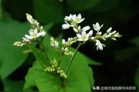 一味抗炎、抗肿瘤的中药：上治咽喉肿痛，下清肺热祛痰，外消疮疖图片