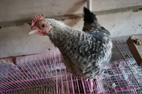 鸡种介绍一：历史悠久的山东汶上芦花鸡图片