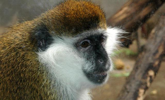 宠物狨猴多少钱一只(宠物狨猴多少钱一只)_牧林森宠物网