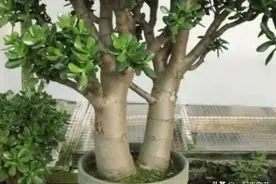 夏天养玉树，老花匠有几点经验，学会了叶片肥厚养成小老桩图片