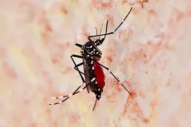 教你怎样有效预防蚊虫叮咬，远离各种病菌图片