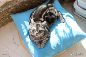 猫条是垃圾食品不能喂？谁会把零食当主粮？偶尔给猫喂猫条有好处图片