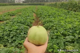 圆形白色薄皮甜瓜，这几个品种都比较优秀图片