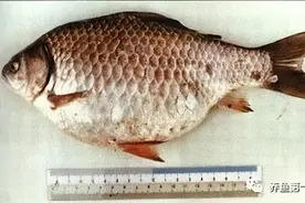 水生生物图文欣赏(30)：绦虫、线虫、指环虫等十种鱼类寄生虫病图片