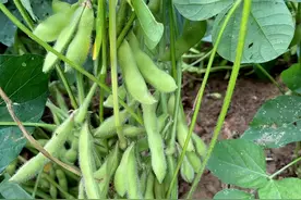 大豆结荚期、鼓粒期管理：这样做，荚多、粒多图片