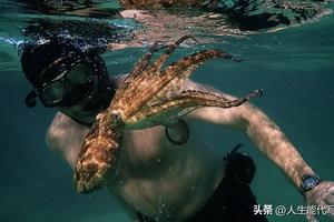 纪录片《我的章鱼老师》:世间万物和万灵皆可为师!图