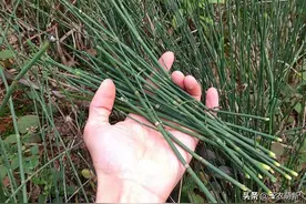 节节草：常被铲除，殊不知看似普通，价值却很大图片