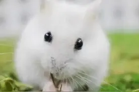 一只仓鼠颠覆了我对老鼠的认识图片