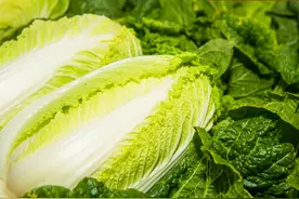 在中国，白菜到底有多少种？图片