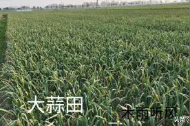 大蒜采收蒜苔后，做好两件事，更有利于提高大蒜的产量图片