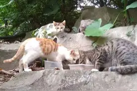 老人与猫：30年越过山河历尽沧桑，“我的猫在等我。”图片