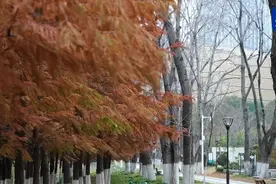 “史上最暖冬天”为何这么冷？湖北未来天气如何？一文速览图片