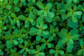 《本草纲目》收载的诸疮主治药之15图片