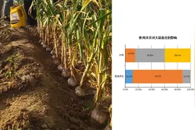 大蒜苗期根腐病爆发？“济农乐土+”综合方案防治效果佳图片