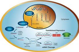 默克sigma实验分享 | miRNA（microRNA）简介图片