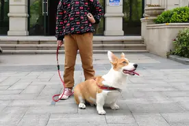 被狗咬了但没出血，要打狂犬疫苗吗？有关狂犬病的谣言与误区图片