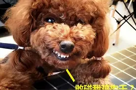 泰迪因护食咬伤主人，惨遭暴打，还被无情遗弃图片