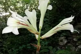 秦岭北麓首次发现“国保”植物——荞麦叶大百合图片
