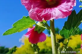微风中摇曳着美的花图片