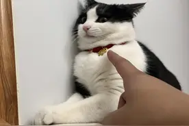 猫咪“记仇”的8种表现，不看不知道，一看吓一跳！小猫太腹黑了图片