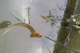 黄鳝进洞时，是头先进还是尾巴先进？图片