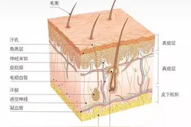 皮肤的结构①图片