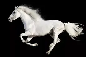 为什么马断了腿必须死？图片