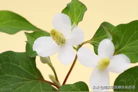 一味清肺热的中药：上清肺热治咳嗽，下利尿通淋止痢，外消痈排脓图片