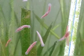 「亲测」如何用物理方法干掉涡虫图片