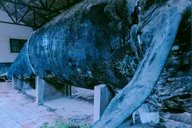 青岛废弃博物馆，藏有巨鲸标本和骨骼，被一个老人日夜守护着图片