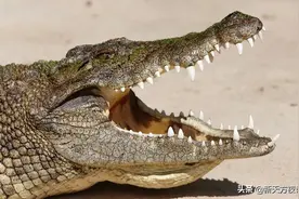 盘点咬合力最强的10种动物，你知道几种？图片