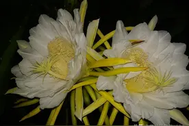 火龙果花非常漂亮 不但好看且作用多多图片