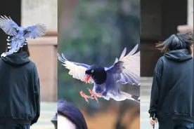 厦门大鸟频频伤人，女孩眼球险被伤，严重扰民为何不能轻易驱赶？图片