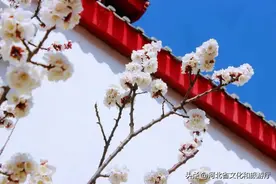微游河北（119）|满阶芳草绿，一片杏花香图片