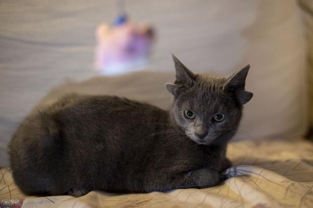 猫咪必不可少的营养素——牛磺酸，你了解多少？