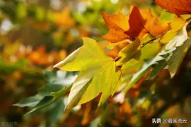 50句古诗词里的梧桐，苍苍梧桐，悠悠古风，正人间、天上愁浓图片
