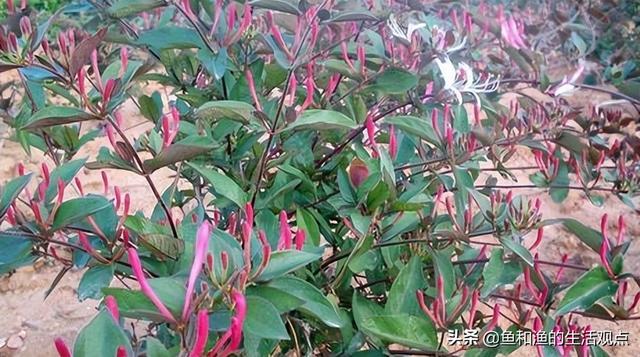 踏春必备“百草图”之三，身边那些有价值的野草，你能认识几种？