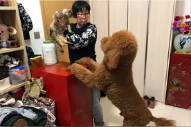 和泰迪关系再好，切记“6不要”，避免它仇视你图片