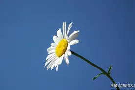 真正厉害的女人，会主动向这些人低头“认输”图片