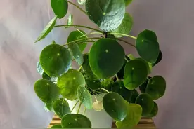 8种很适合作为礼品送给自己的盆栽绿植，养在桌面上能长得滋润图片