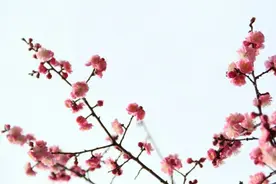 陆游作《卜算子·咏梅》，毛主席曾写同名和词，两者境界大不相同图片