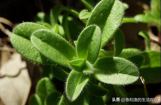 踏春必备“百草图”之三，身边那些有价值的野草，你能认识几种？