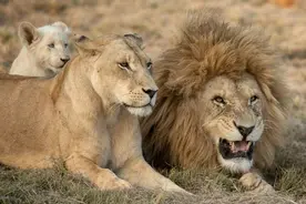 动物繁殖六亲不认，狮王拥有所有雌狮的交配权，它会如何对待女儿图片