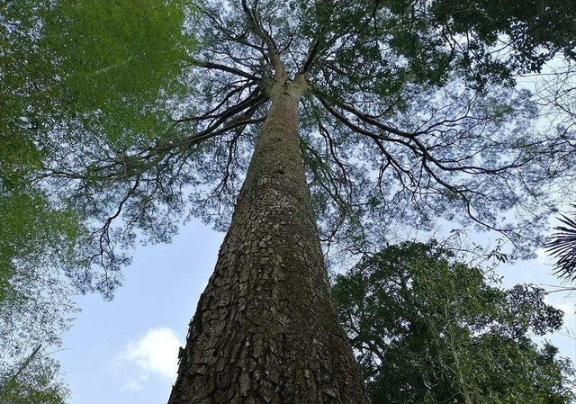马尾松是什么植物（马尾松全身是宝）